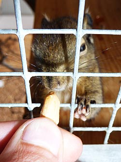 Baumstreifenhörnchen wird durch das Gitter gefüttert