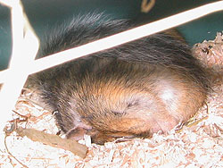 schlafendes Streifenhörnchen