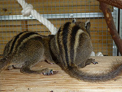 Rückansicht von zwei Baumstreifenhörnchen