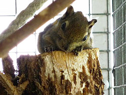 Baumstreifenhörnchen auf abgenutztem Holzstück