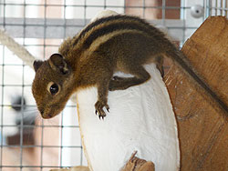 Baumstreifenhörnchen an der Sepiaschale