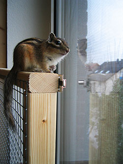 Streifenhörnchen schaut beim Freilauf aus dem Fenster