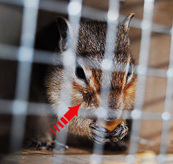 Streifenhörnchen mit Zahnfehlstellung