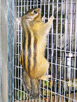 Streifenhörnchen klettert am Gitter